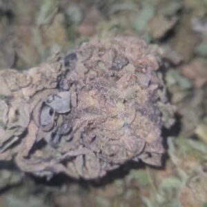 Royale Cookies (greenhouse)