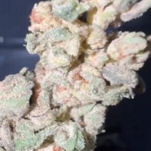 Purple Punch (outdoor)