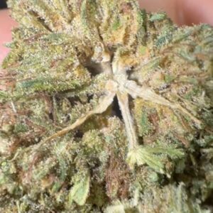 INDOOR LEMON OG